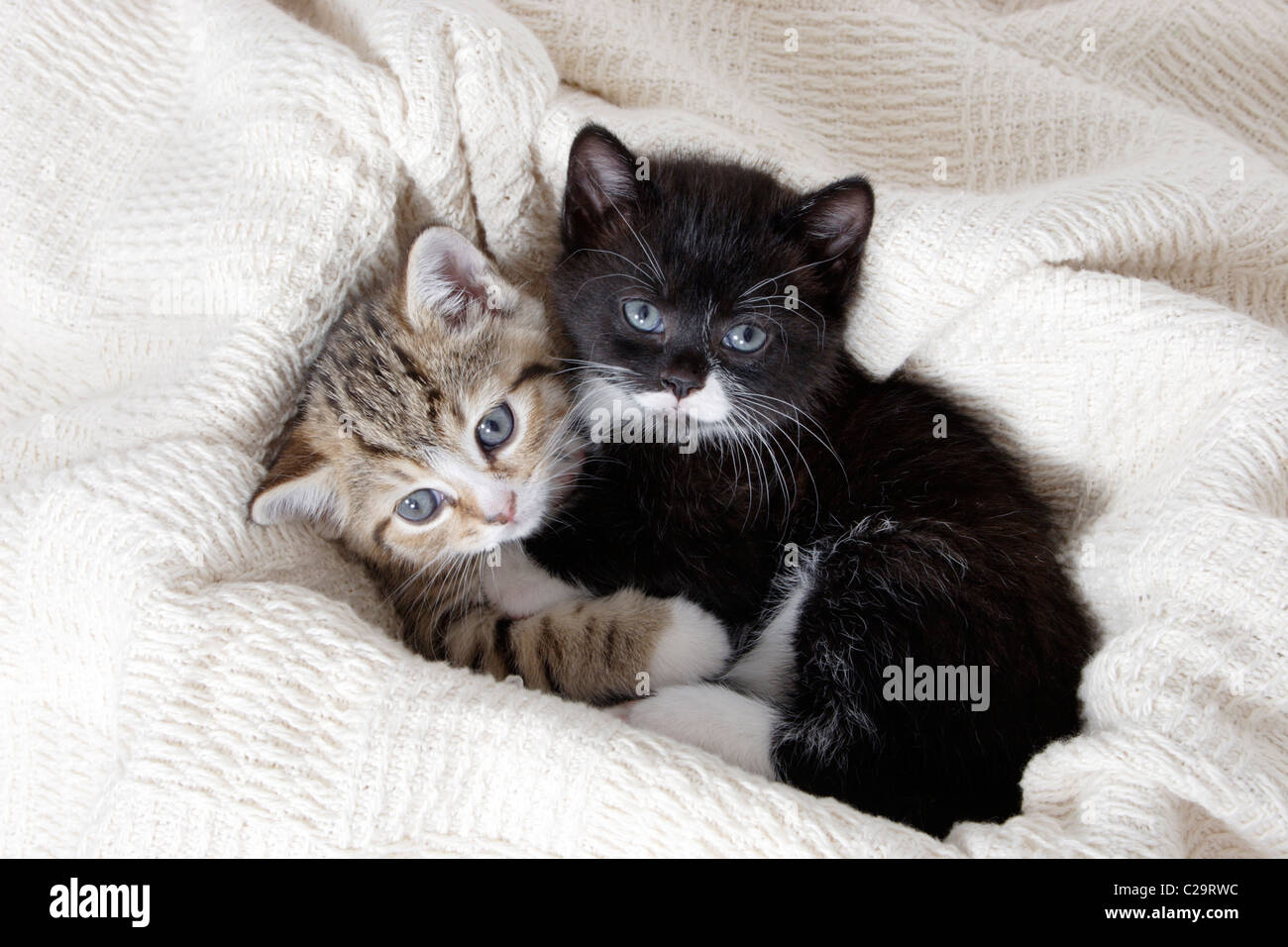 Due simpatici gattini Foto Stock