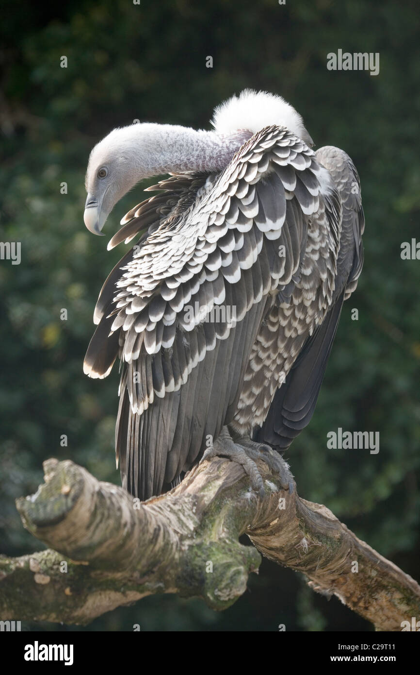 Ruppell il grifone (Gyps rueppellii). Africa a sud del Sahara. Preening. Foto Stock