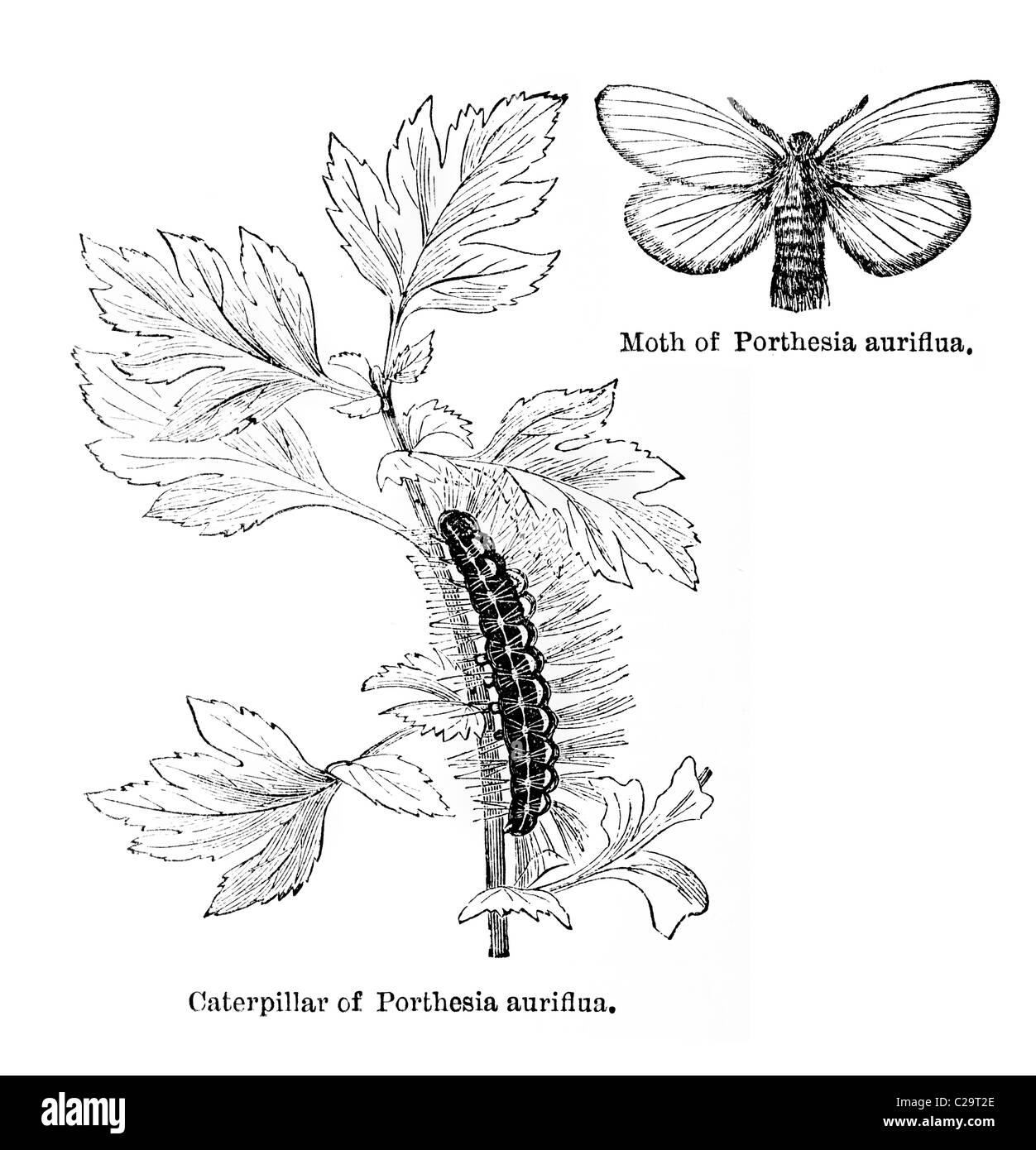 Giardino cacciatorpediniere. Caterpillar e la tignola del Porthesia auriflua, secolo XIX illustrazione Foto Stock