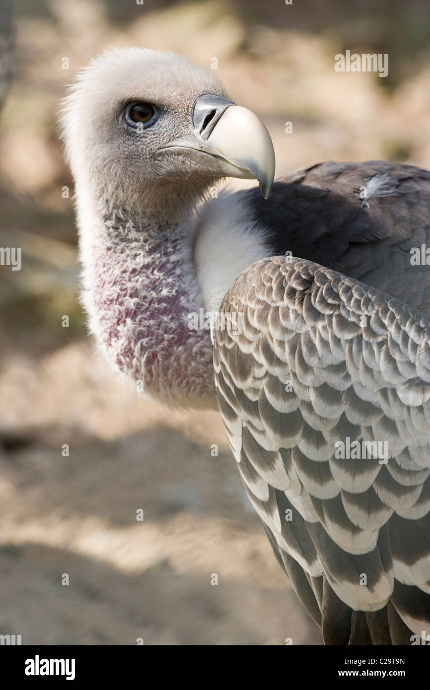 Ruppell il grifone (Gyps rueppellii). Africa a sud del Sahara. Foto Stock