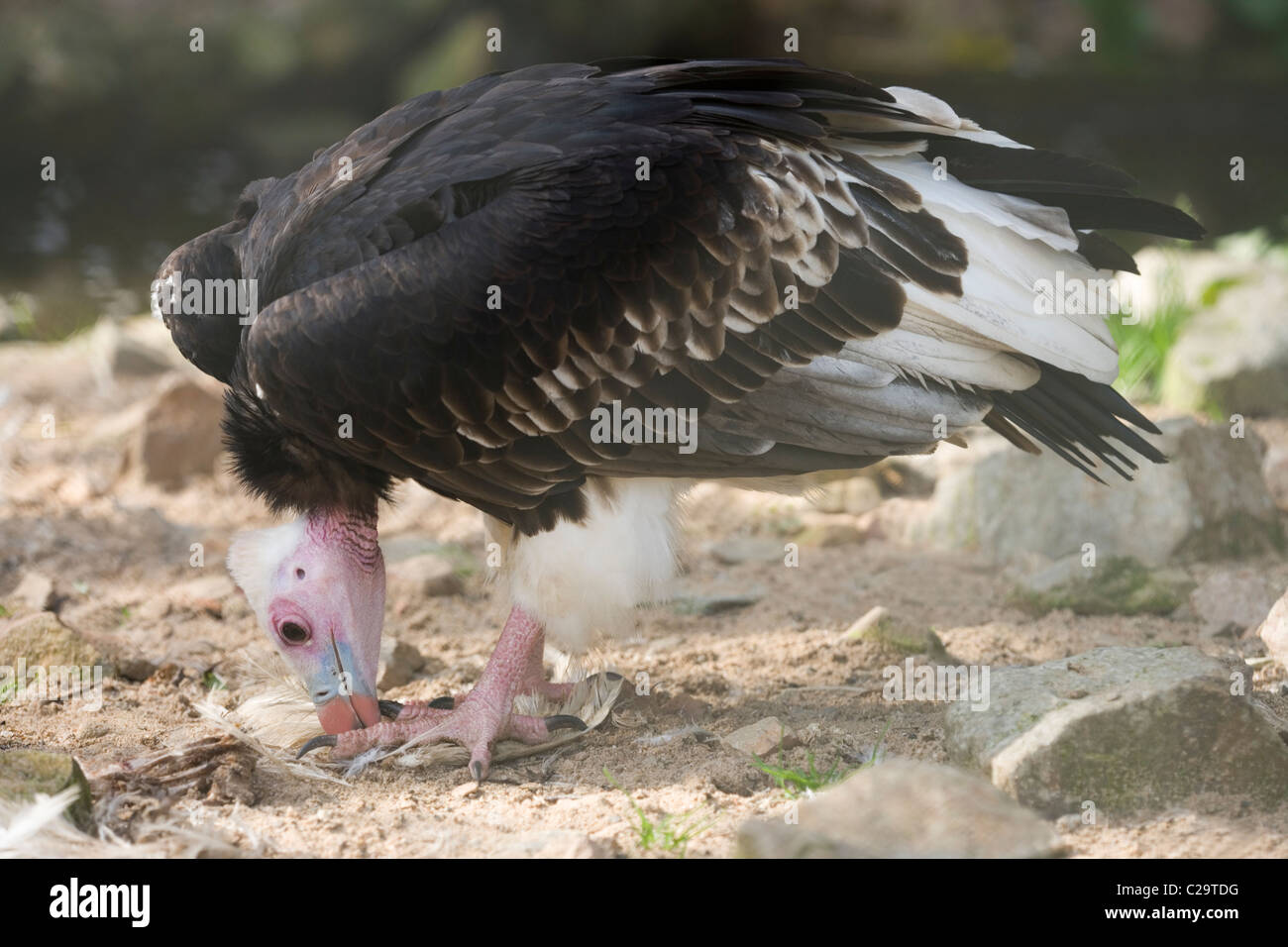 White-headed Vulture (Trigonoceps occipitalis). Foto Stock