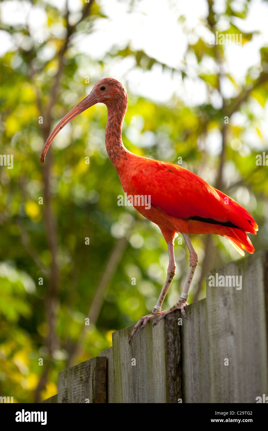 Ibis scarlatto (Scarlet Ibis (Eudocimus ruber). Nativo di tropical America del Sud, di Trinidad e Tobago. Uccello nazionale di Trinidad. Foto Stock