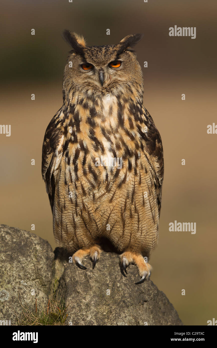 Il gufo reale (Bubo bubo) è una specie di gufo reale residente in gran parte di Europa e Asia. È anche uno dei più grandi Foto Stock