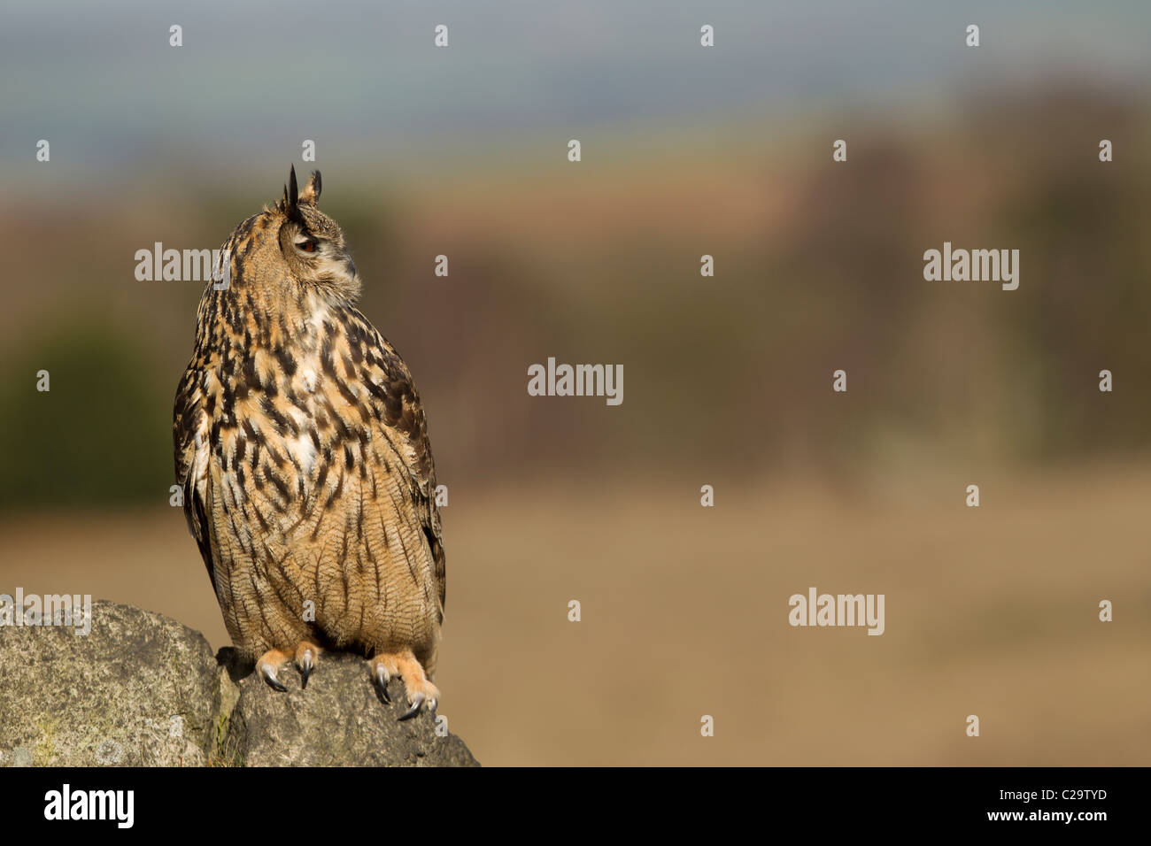 Il gufo reale (Bubo bubo) è una specie di gufo reale residente in gran parte di Europa e Asia. È anche uno dei più grandi Foto Stock
