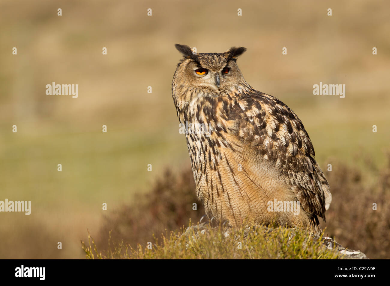 Il gufo reale (Bubo bubo) è una specie di gufo reale residente in gran parte di Europa e Asia. È anche uno dei più grandi Foto Stock