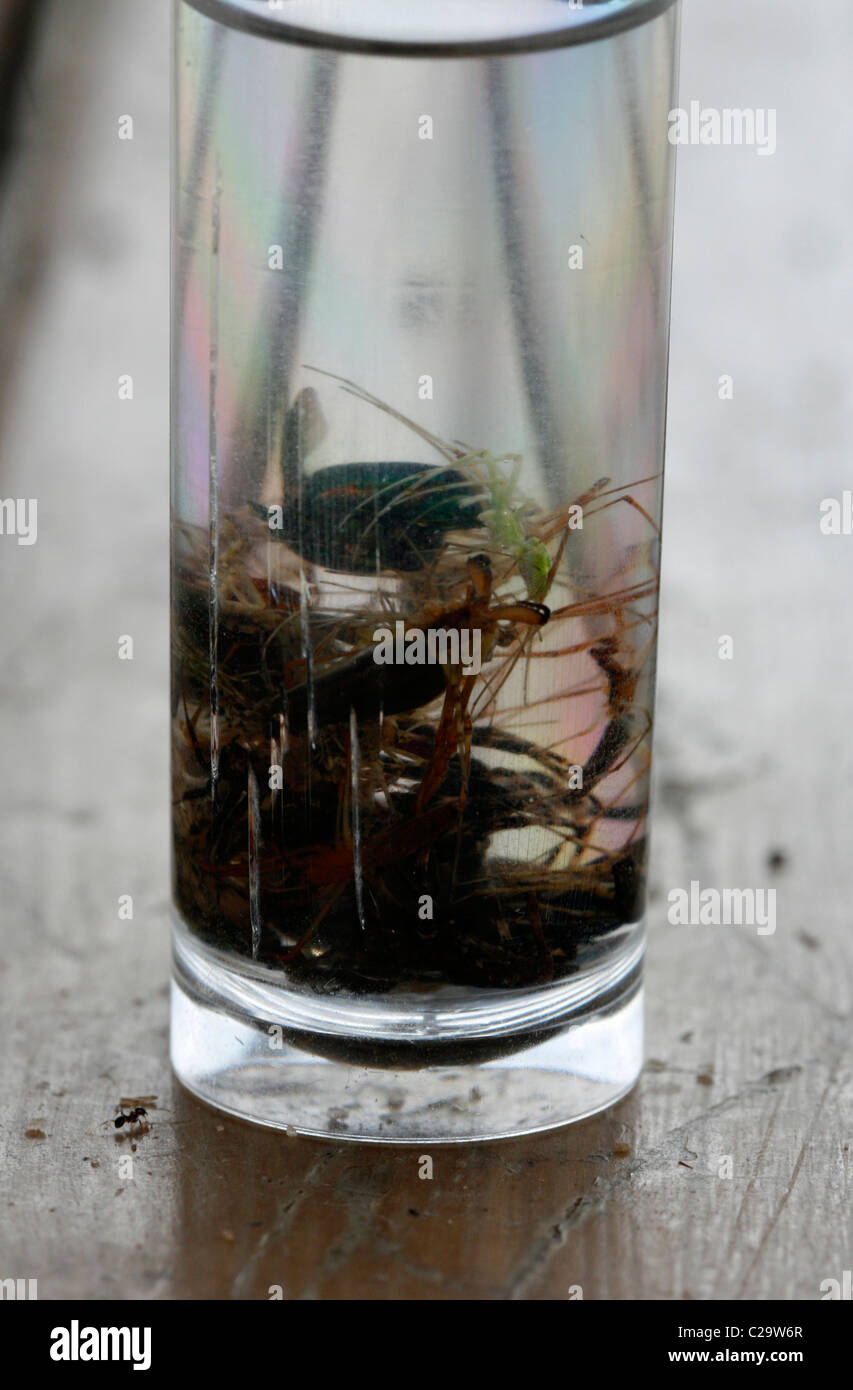 Un entomologi di raccolta di campioni di vetro riempita con alcol per uccidere gli insetti, ragni etc catturati Foto Stock