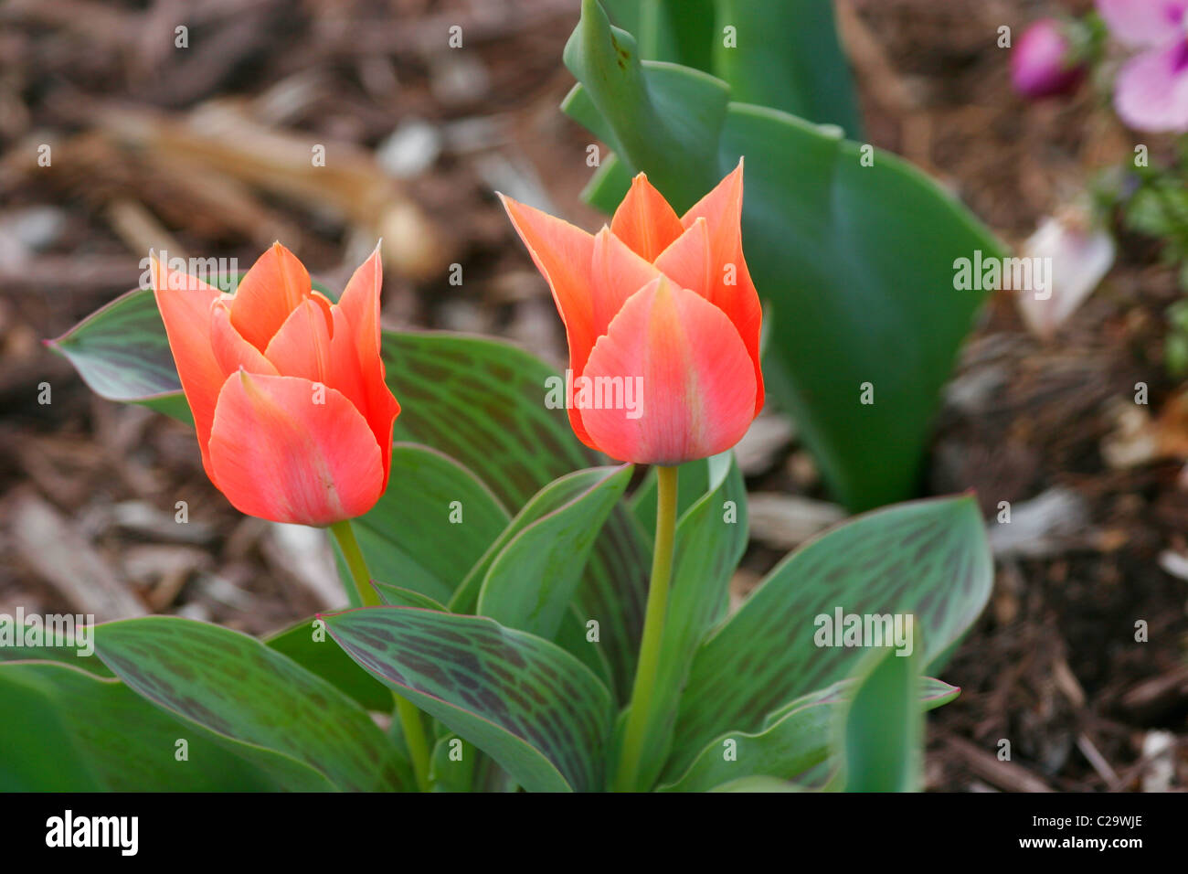 Molla di fioritura di tulipani in Virginia, Stati Uniti d'America Foto Stock