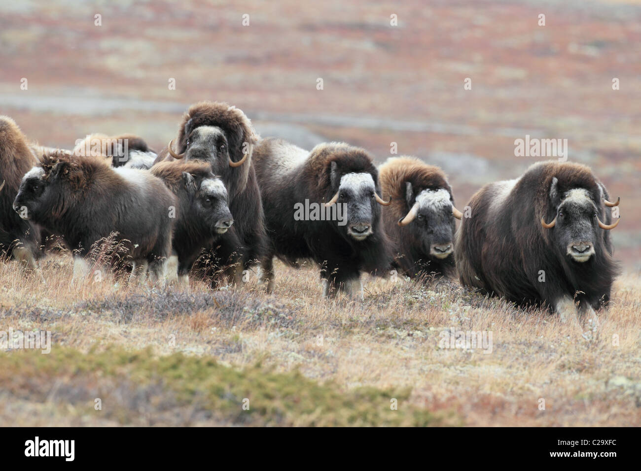 Musk ox mandria Norvegia Dovre Foto Stock