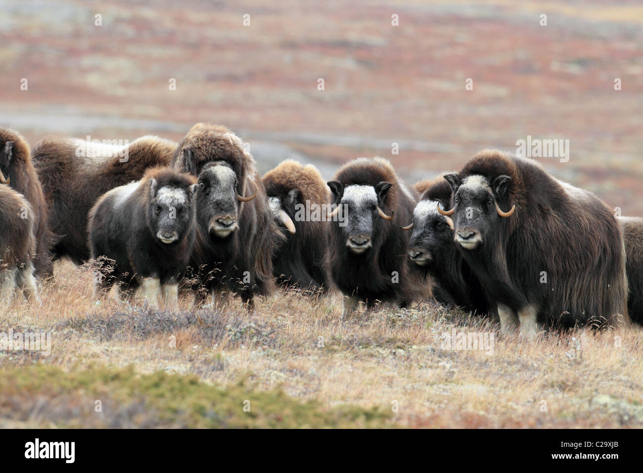 Musk ox mandria Norvegia Dovre Foto Stock