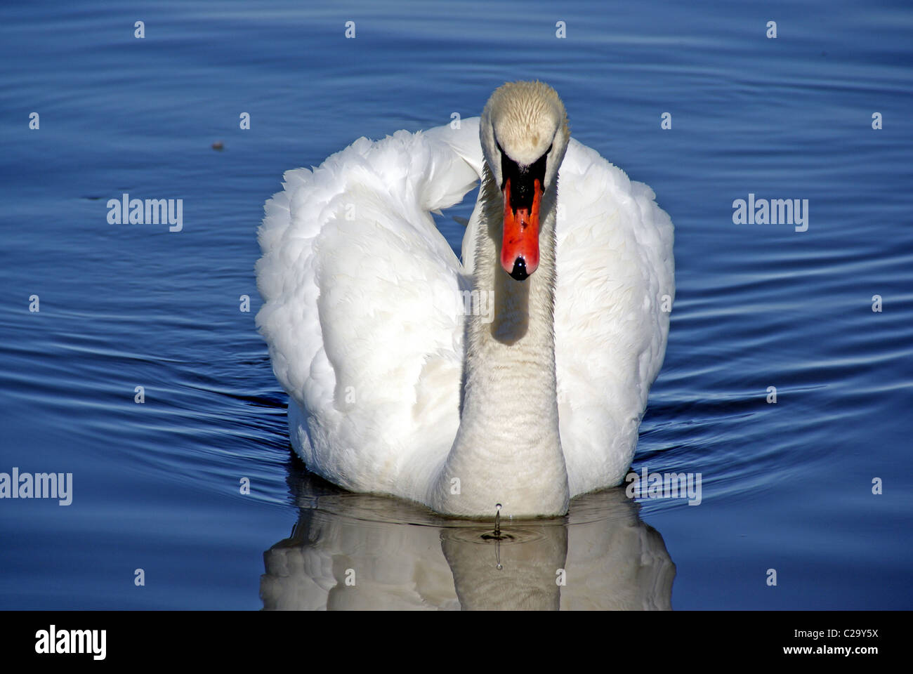 Il White Swan Foto Stock