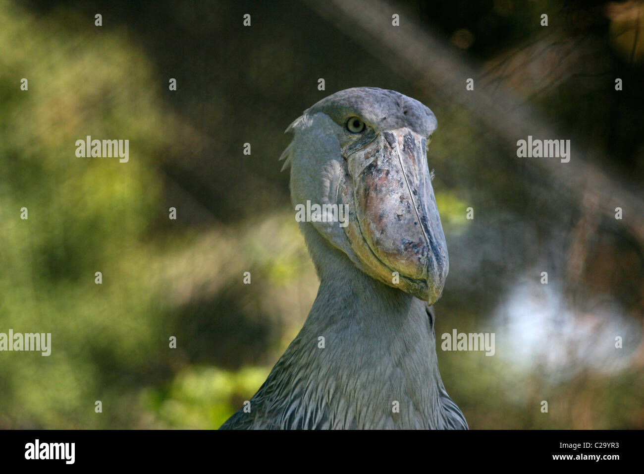 Testa di shoebill stork Foto Stock