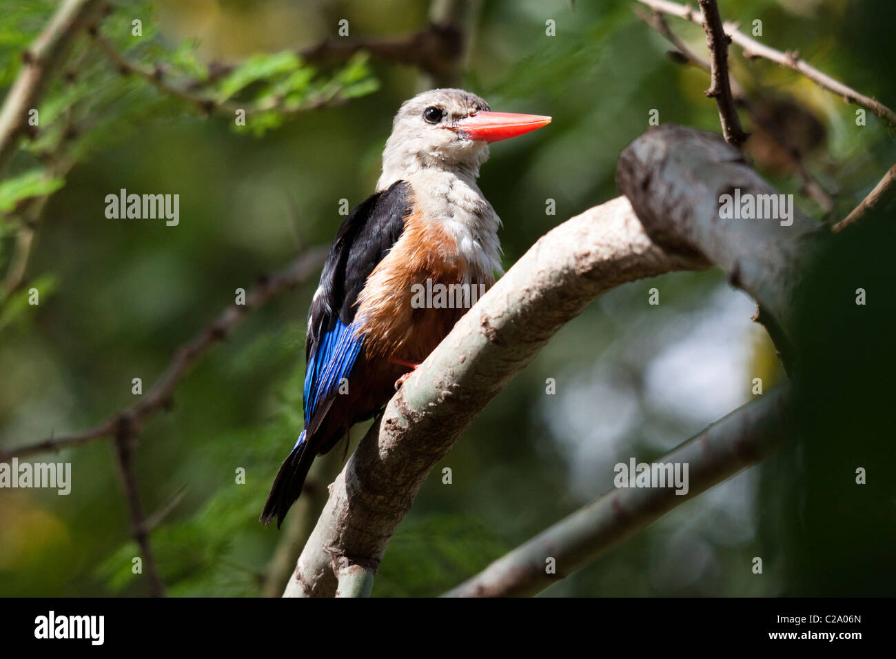 A testa grigia Kingfisher (Halcyon leucocephala), Kenya, Africa Foto Stock
