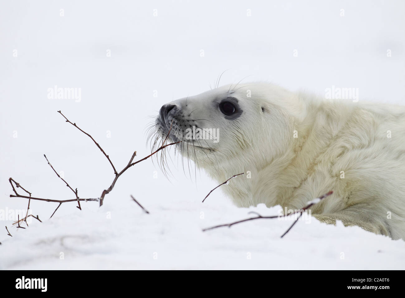 cucciolo di foca grigia Foto Stock