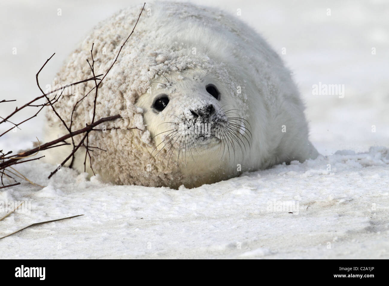 cucciolo di foca grigia Foto Stock