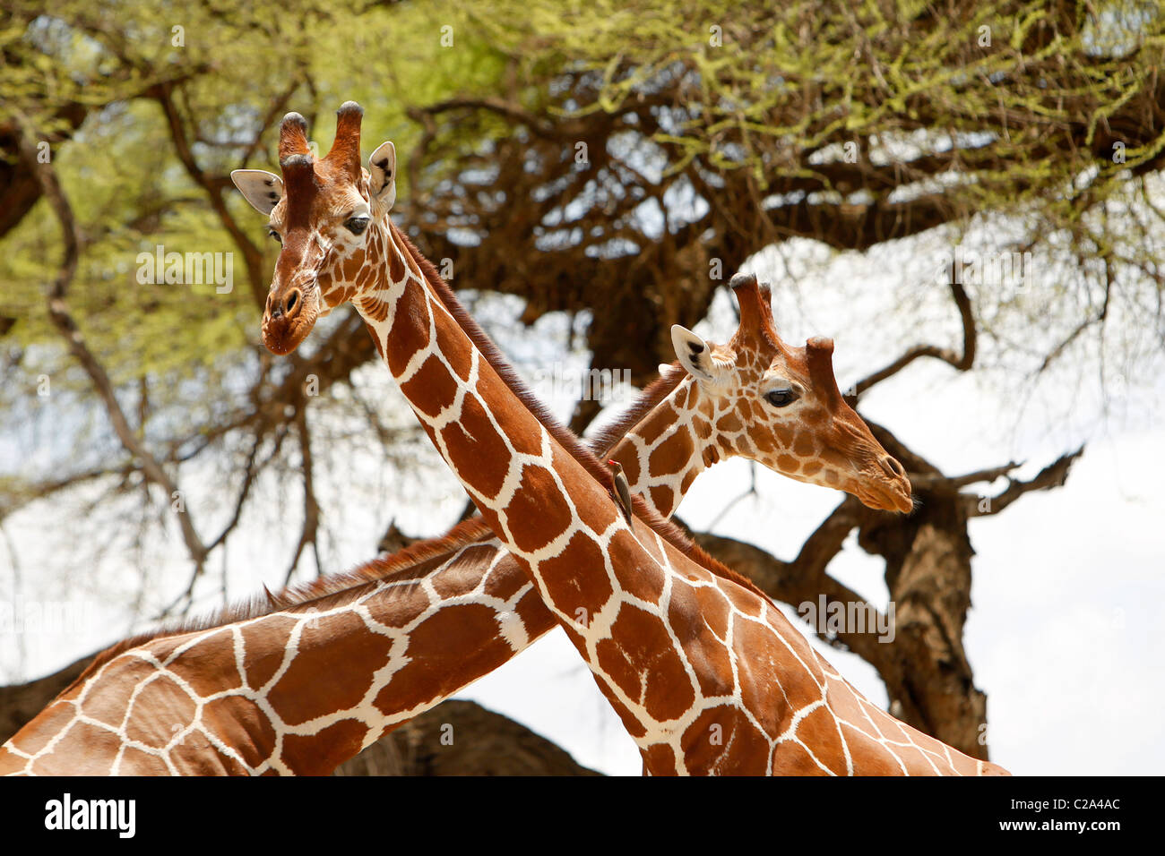 Due Giraffe reticolate in piedi insieme nel Samburu riserva nazionale, Kenya Foto Stock