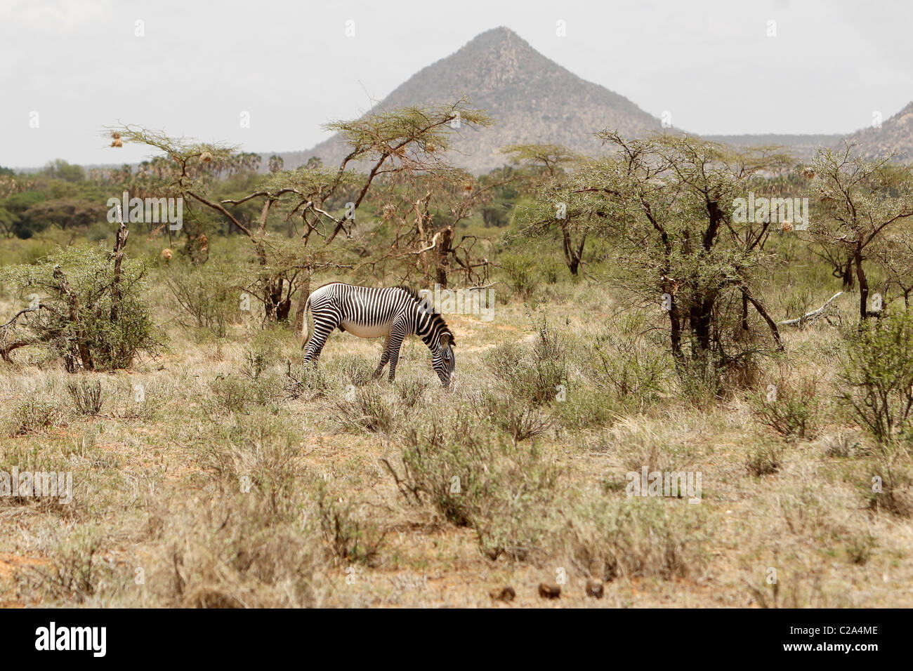 Un Grévy's Zebra nel Samburu riserva nazionale, Kenya Foto Stock