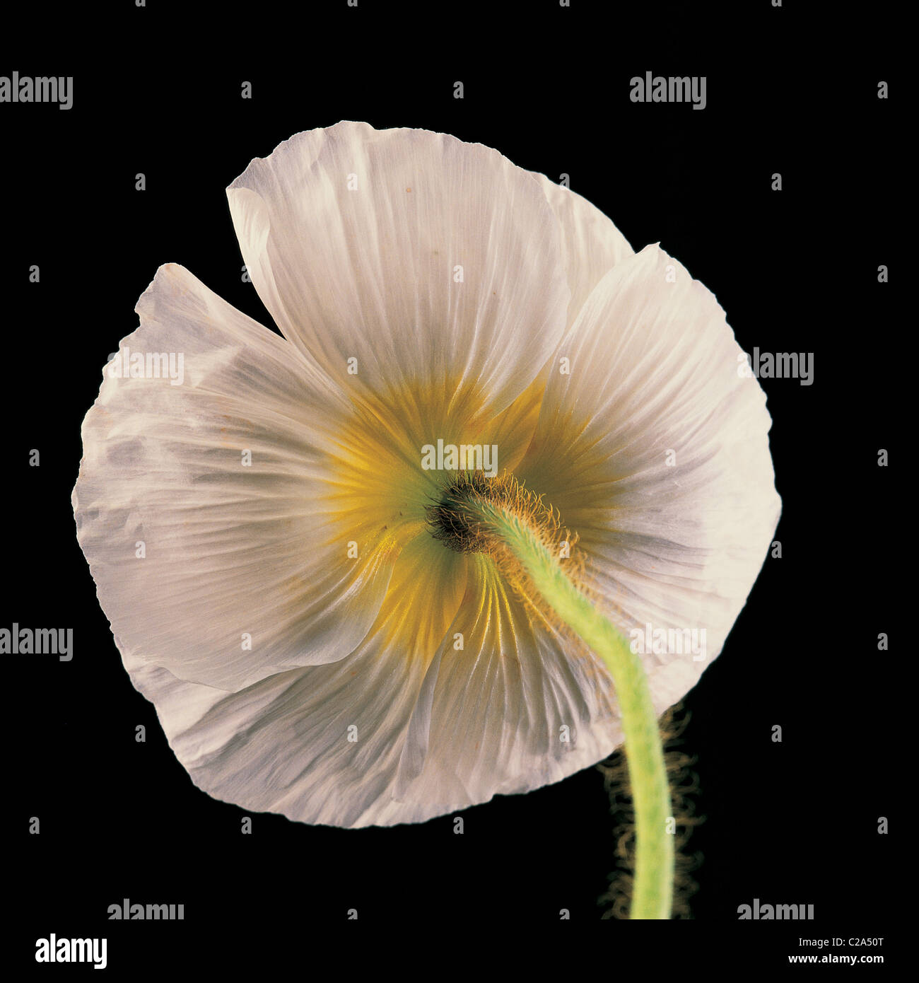 Close up ritratto in studio di Papaver rhoeas Shirley serie Foto Stock