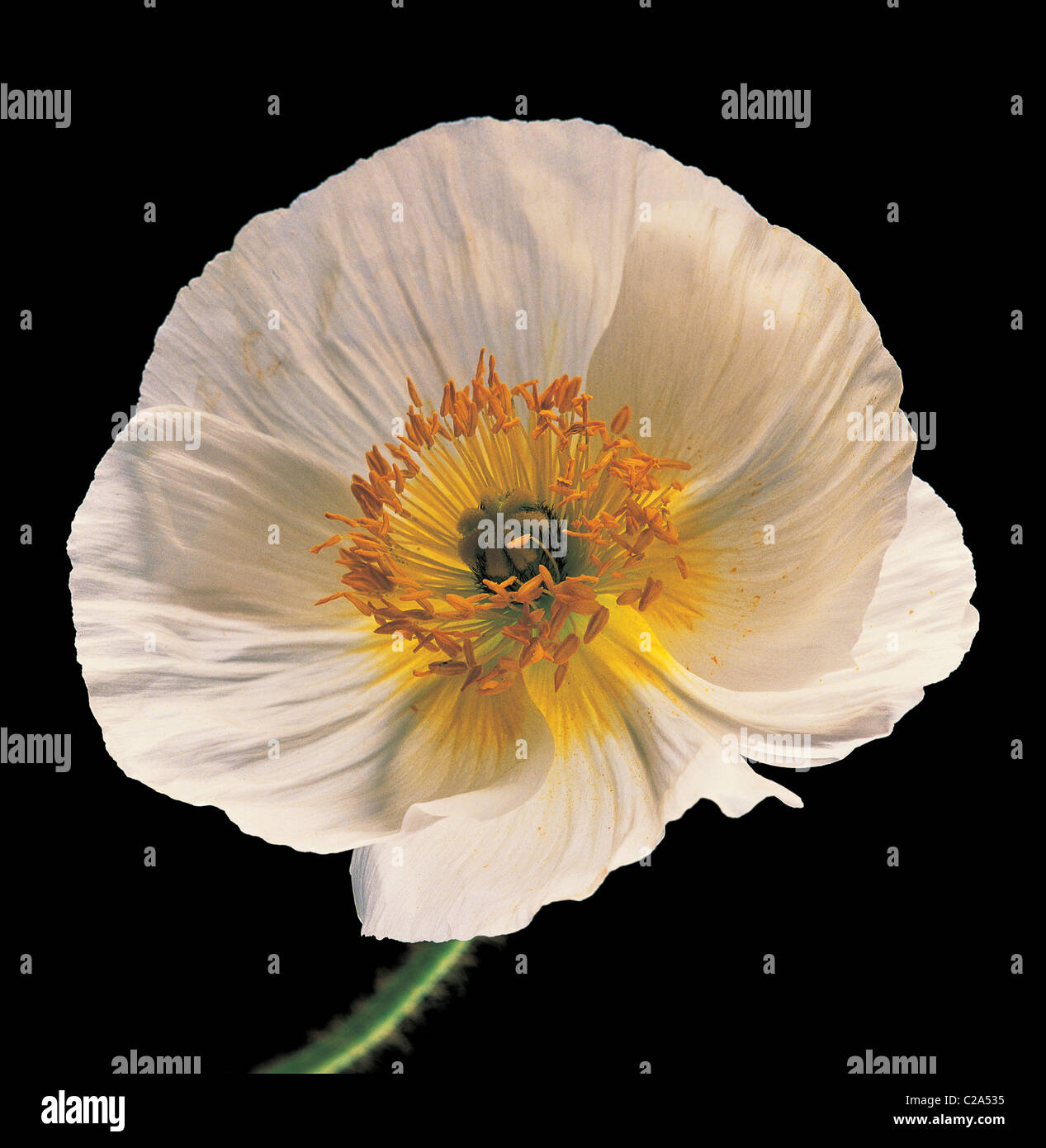 Close up ritratto in studio di Papaver rhoeas Shirley serie Foto Stock