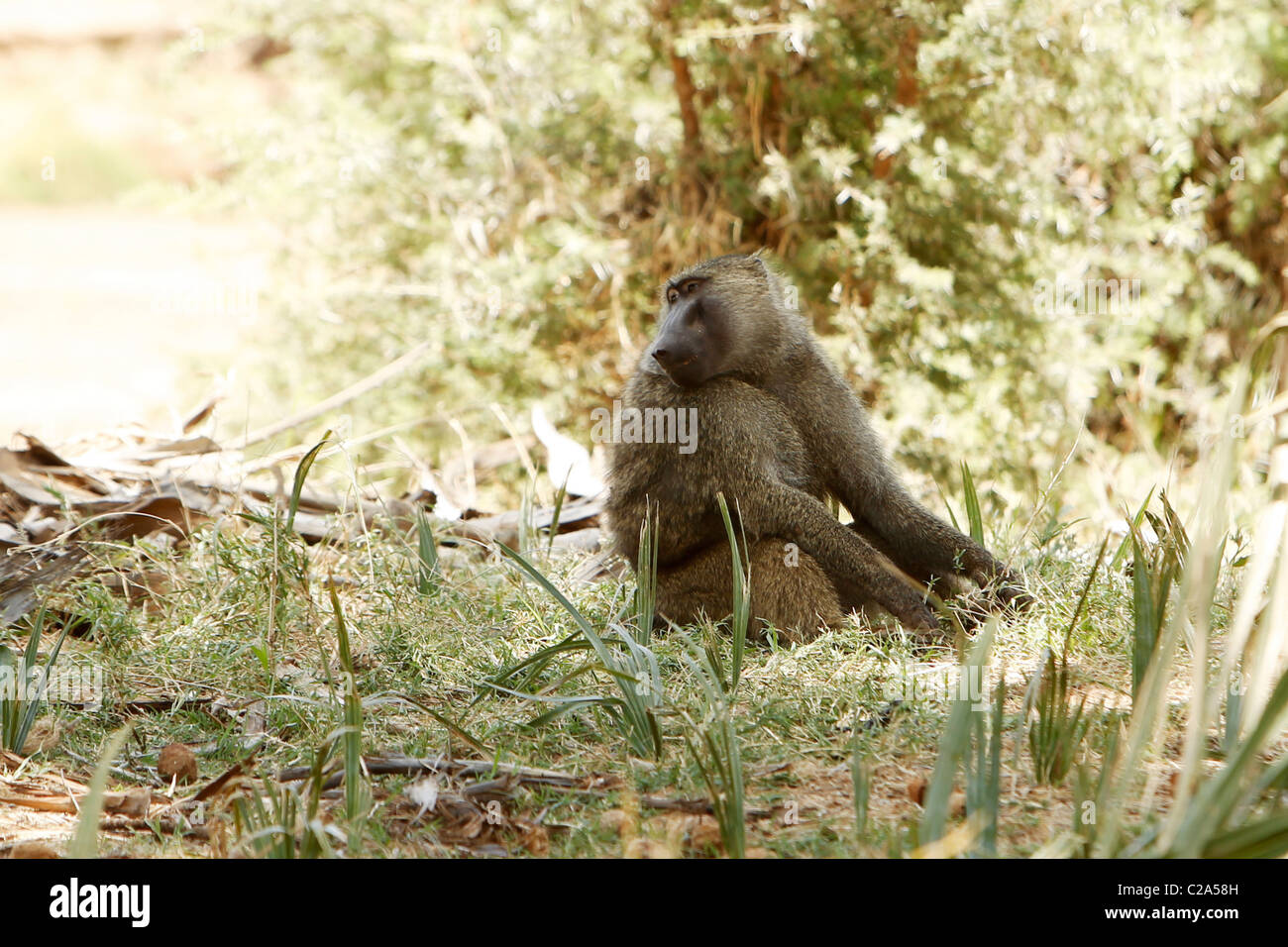 Un grande maschio babbuino seduto per terra nel Samburu riserva nazionale, Kenya Foto Stock