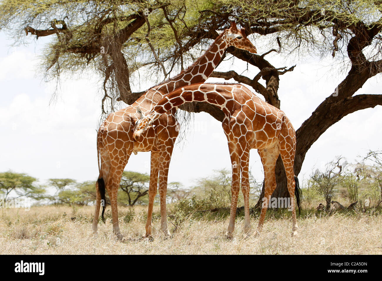 Due Giraffe reticolate in piedi insieme nel Samburu riserva nazionale, Kenya Foto Stock