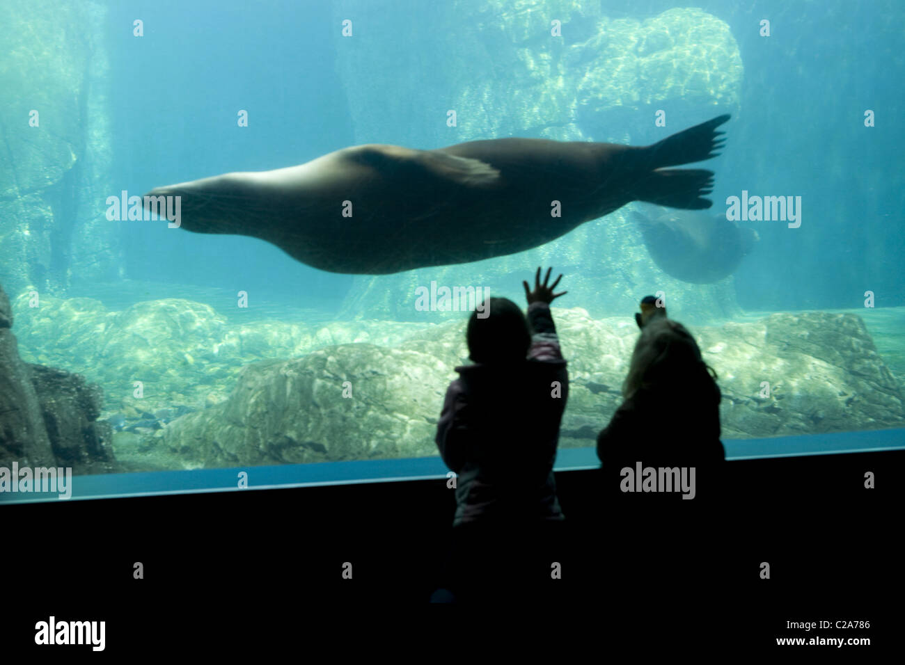 Guardando le guarnizioni nuotare sott'acqua è una grande attrazione al New  York Aquarium di Brooklyn, New York Foto stock - Alamy