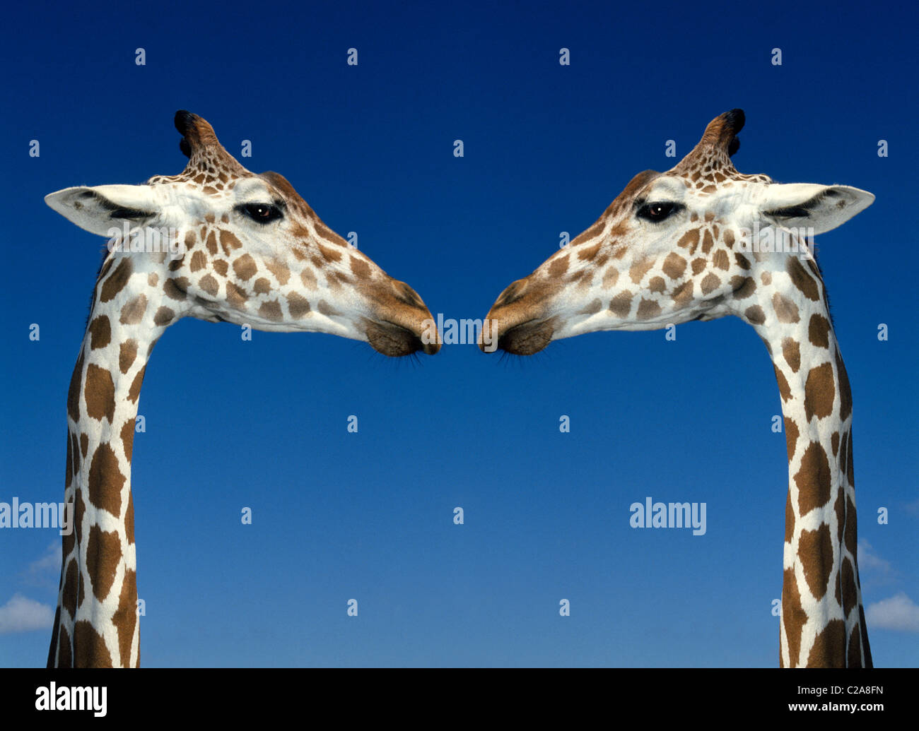 Un africano giraffa reticolata sembra essere guardando in uno specchio in questo formato digitale-immagine alterata dal Busch Gardens, un parco animale a Tampa, in Florida. Foto Stock