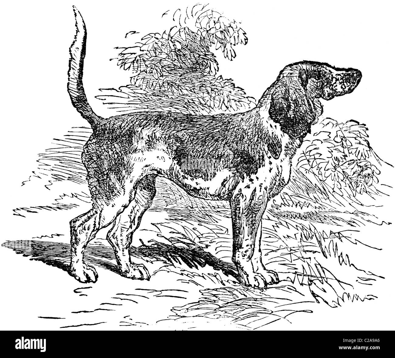 Xix secolo illustrazione del libro preso dalla nona edizione (1875) della Enciclopedia Britannica, del cane Beagle Foto Stock