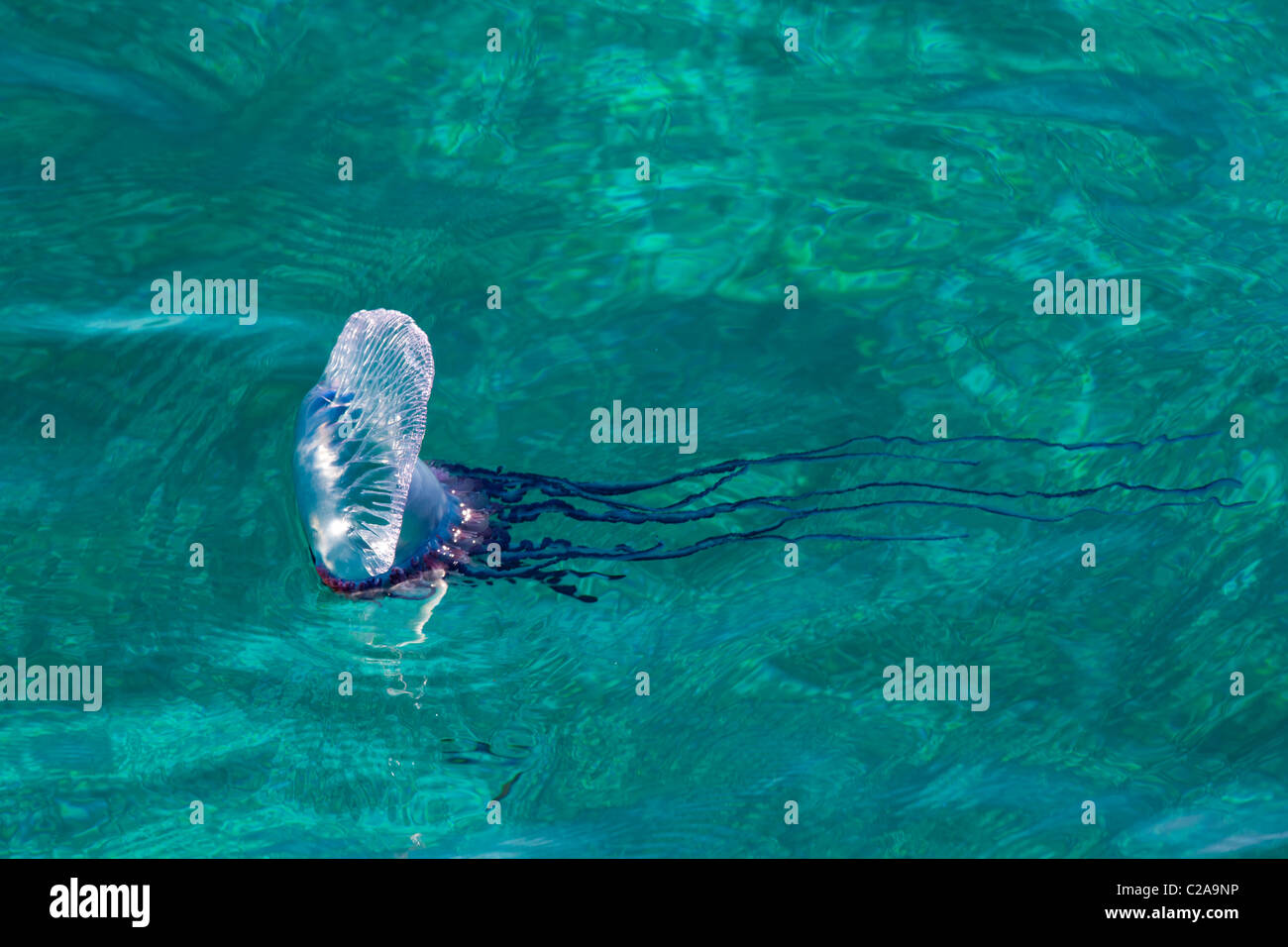 Il portoghese uomo di guerra, un gelatinoso invertebrati marini della famiglia Physallidae, flottante per il vento e la corrente Foto Stock