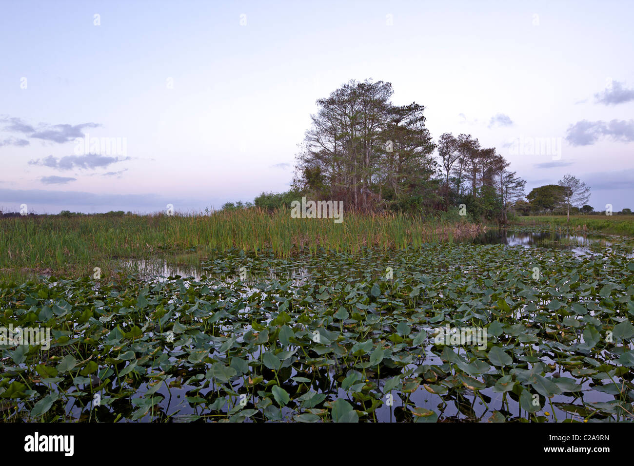 La mattina presto all'alba nella Florida Everglades Foto Stock