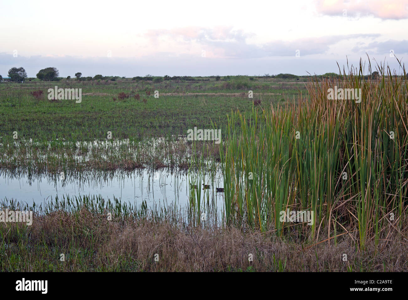 La mattina presto all'alba nella Florida Everglades Foto Stock