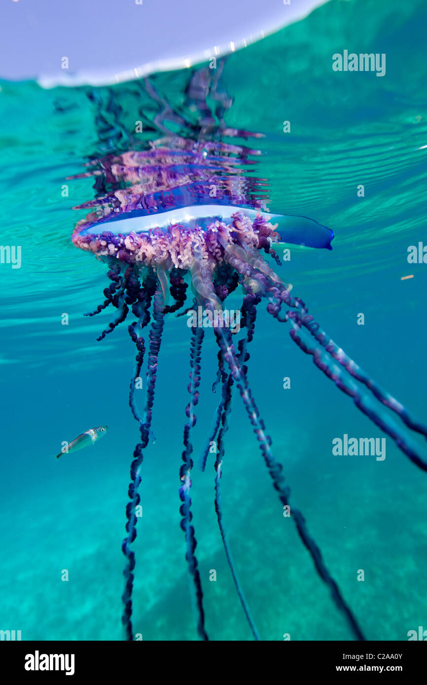 Sopra/Sotto la vista di un uomo portoghese di guerra, un gelatinoso invertebrati marini della famiglia Physallidae. Foto Stock