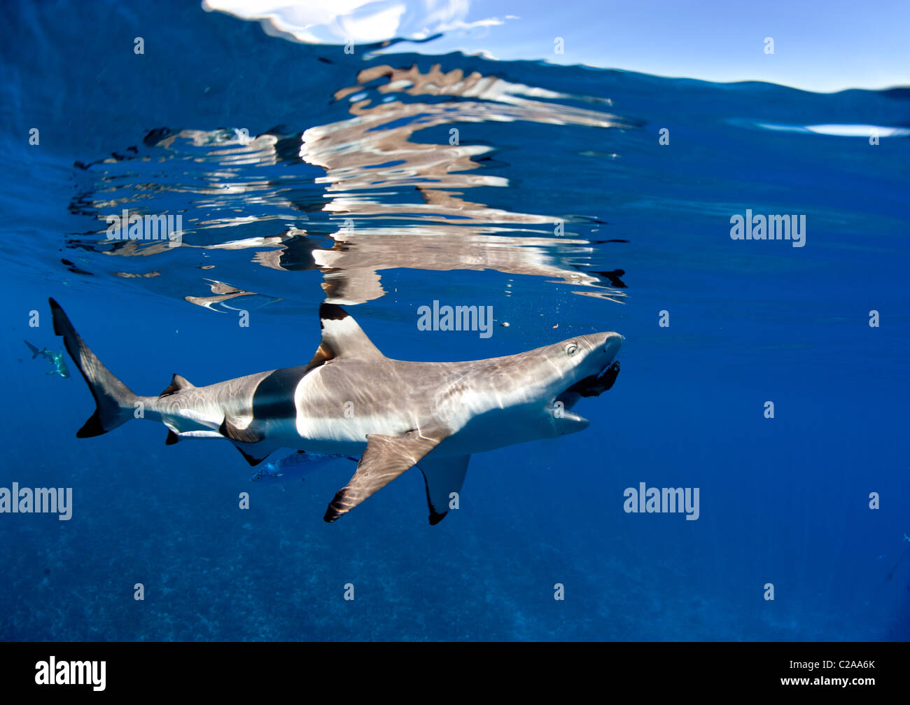 Blacktip squali di barriera (Carcharhinus melanopterus) appena sotto la superficie in Moorea. Foto Stock