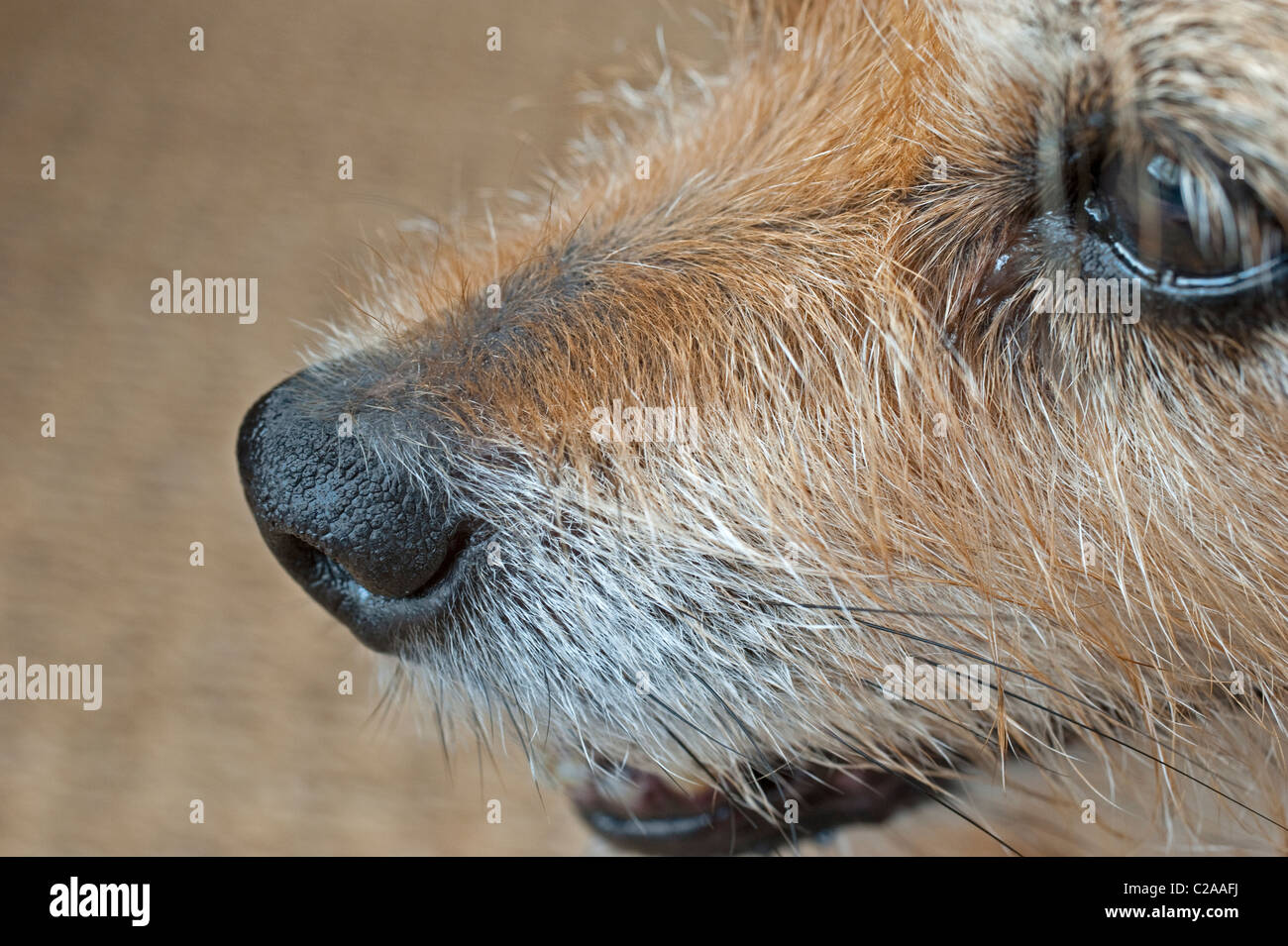 Il naso di un cane è probabilmente la più importante e delicata organo sensoriale Foto Stock