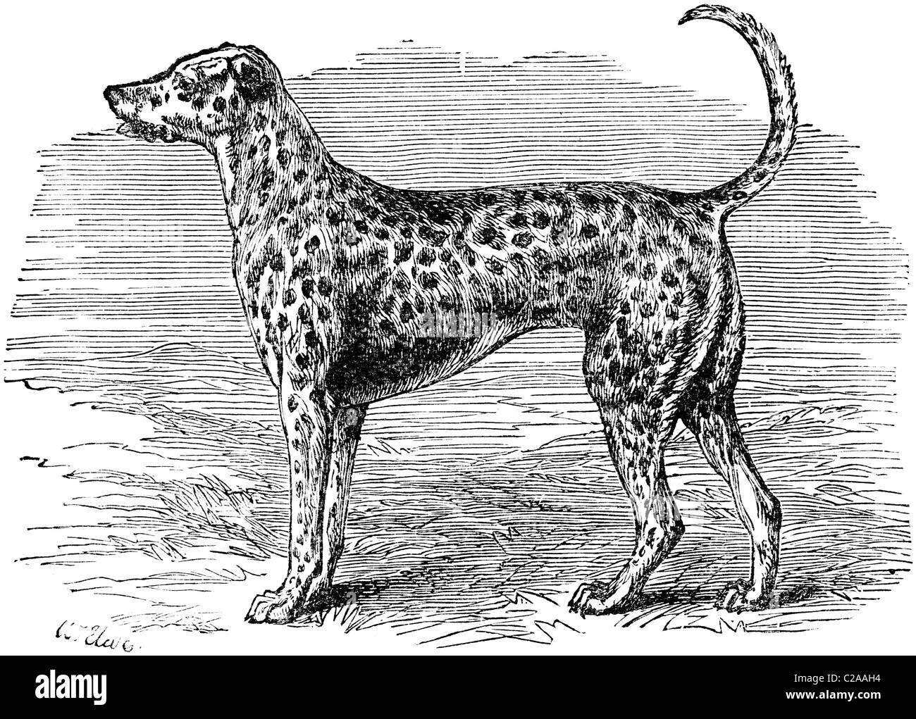 Xix secolo illustrazione del libro preso dalla nona edizione (1875) della Enciclopedia Britannica, del cane dalmata Foto Stock