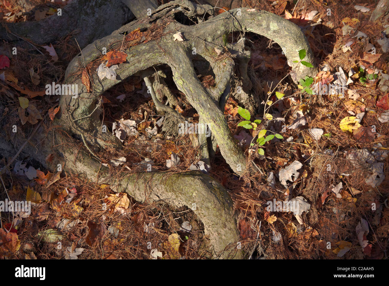 Radici antropomorfe in Battle Creek Cypress Swamp, Principe Federico, Maryland. Foto Stock