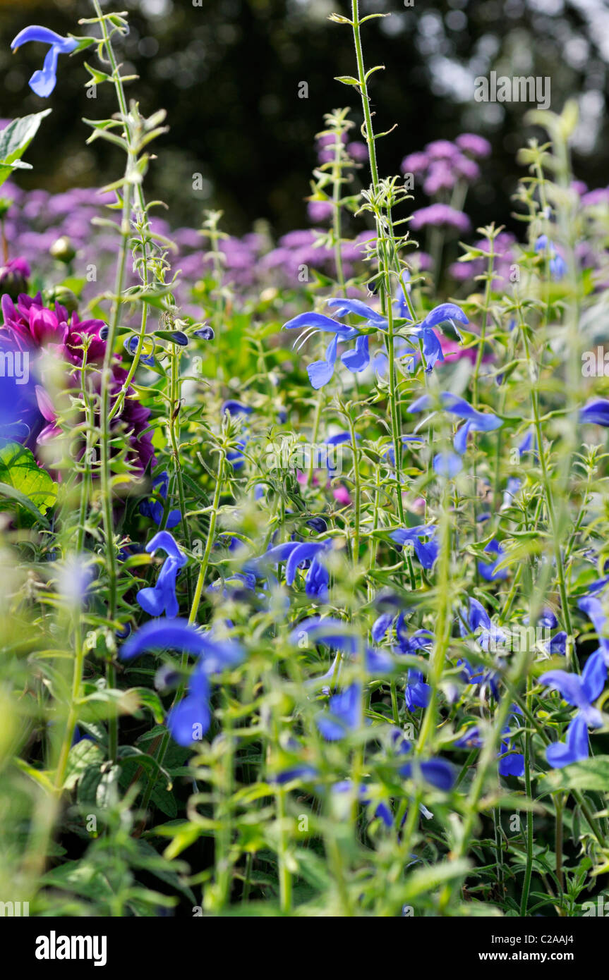 Blue SALVIA (salvia patens "blue angel") Foto Stock