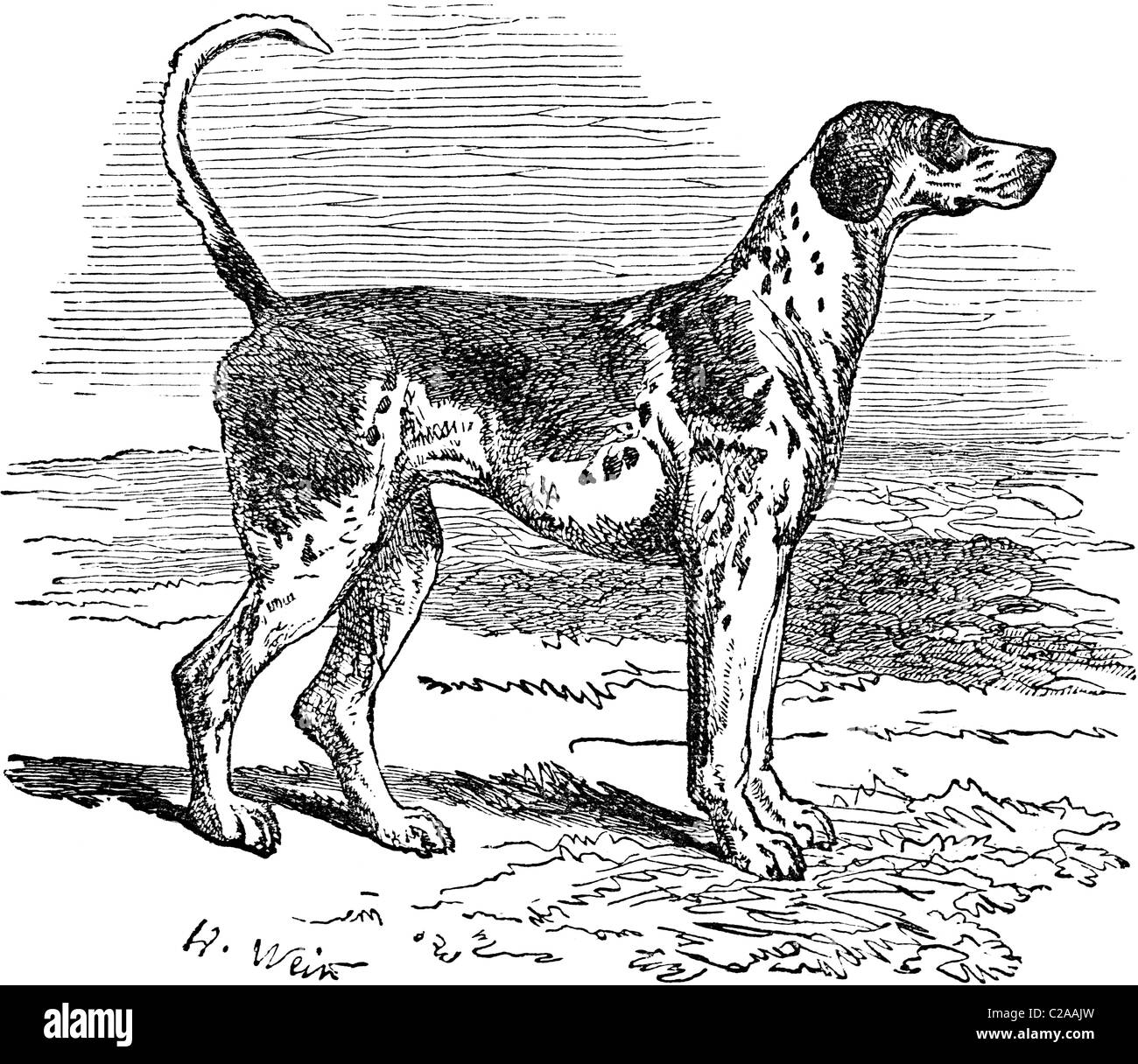 Xix secolo illustrazione del libro preso dalla nona edizione (1875) della Enciclopedia Britannica, del Foxhound Foto Stock