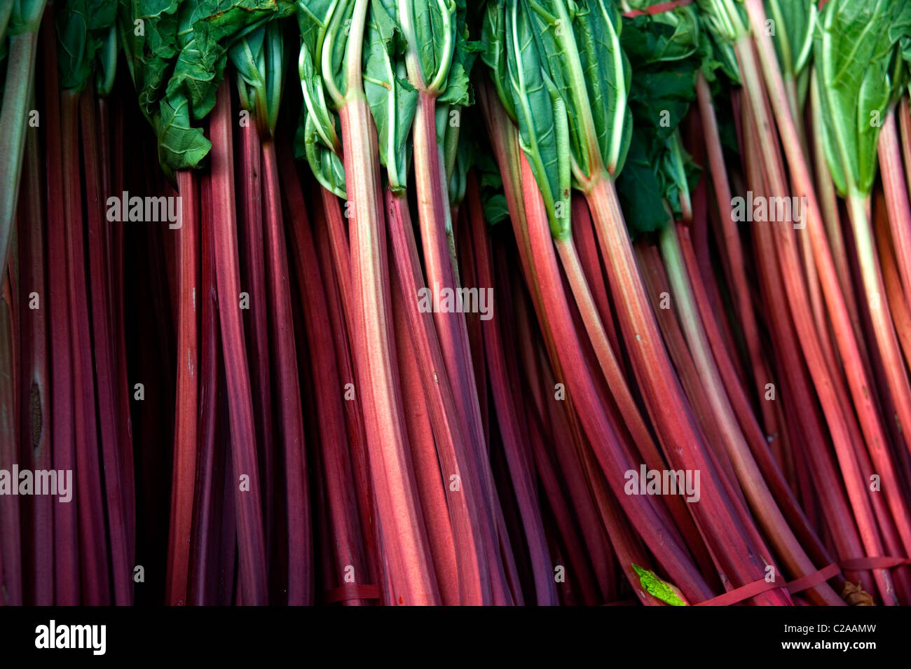 rabarbaro biologica Foto Stock