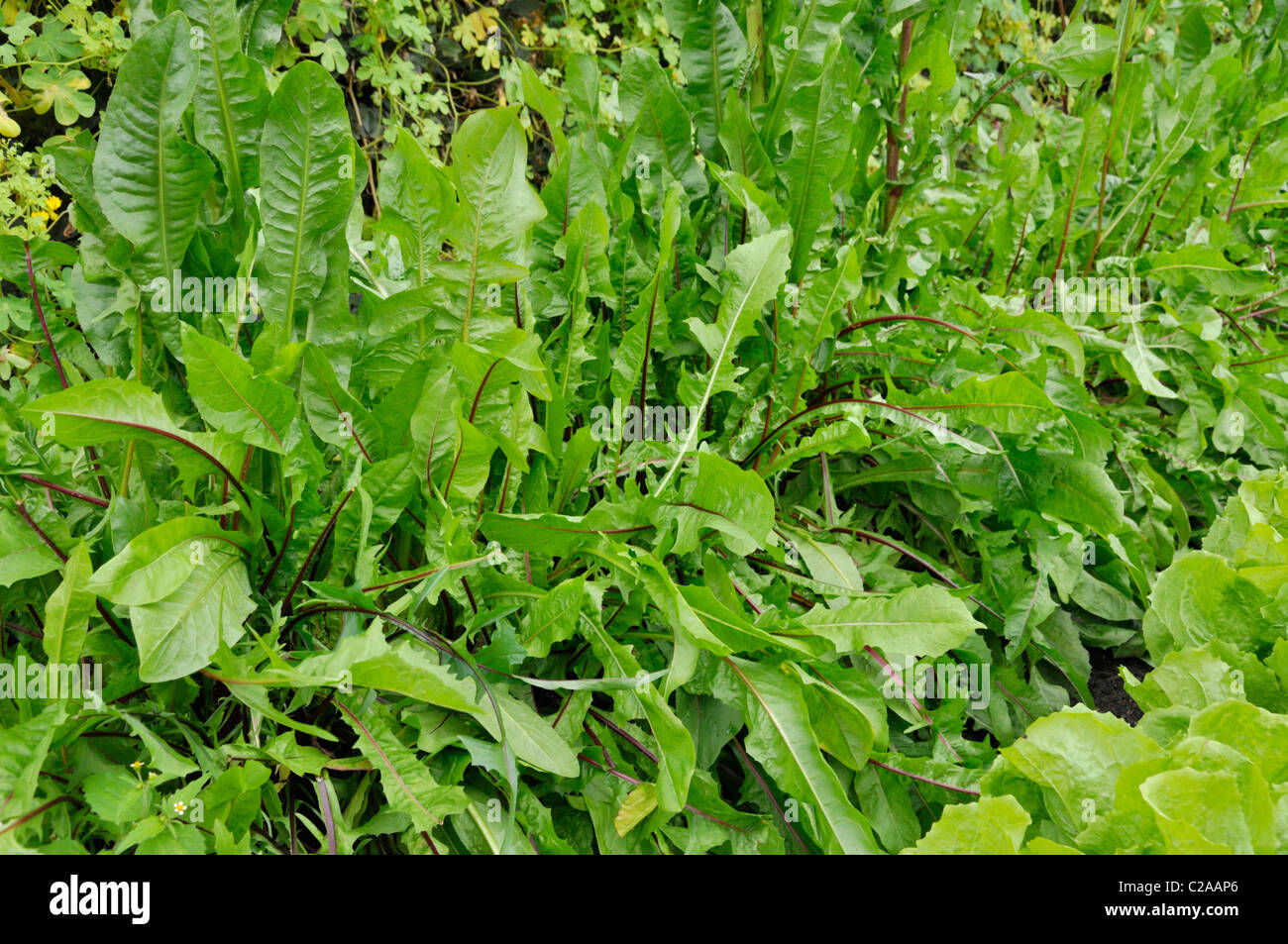 Cicorie (Cichorium intybus 'red costola') Foto Stock