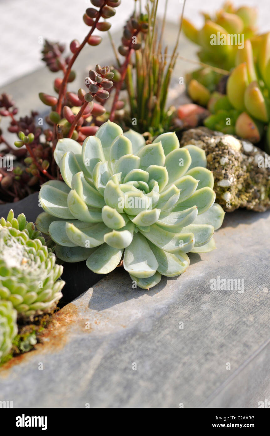 Succulente in un contenitore metallico Foto Stock