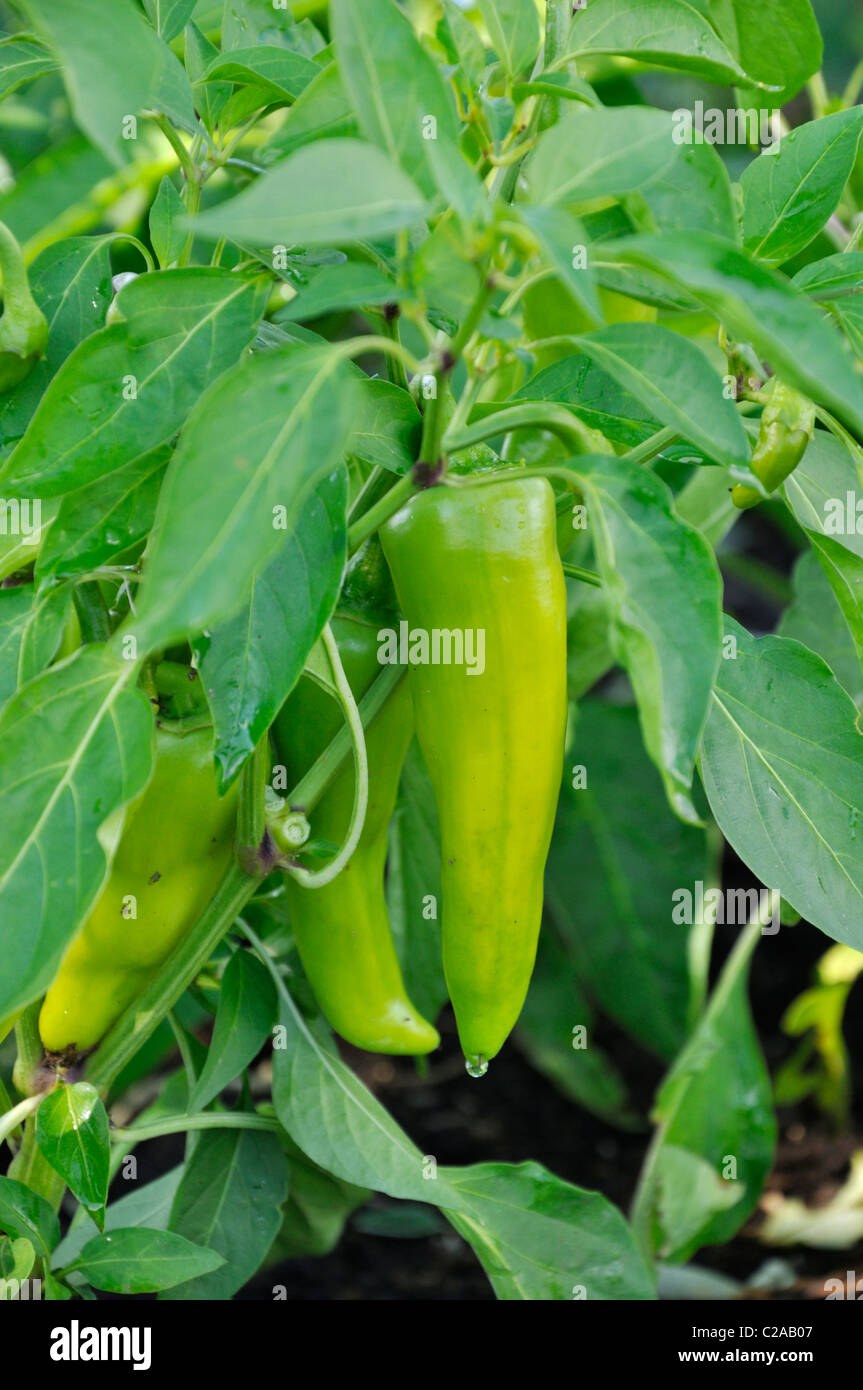 Sweet Pepper (Capsicum annuum 'feher') Foto Stock