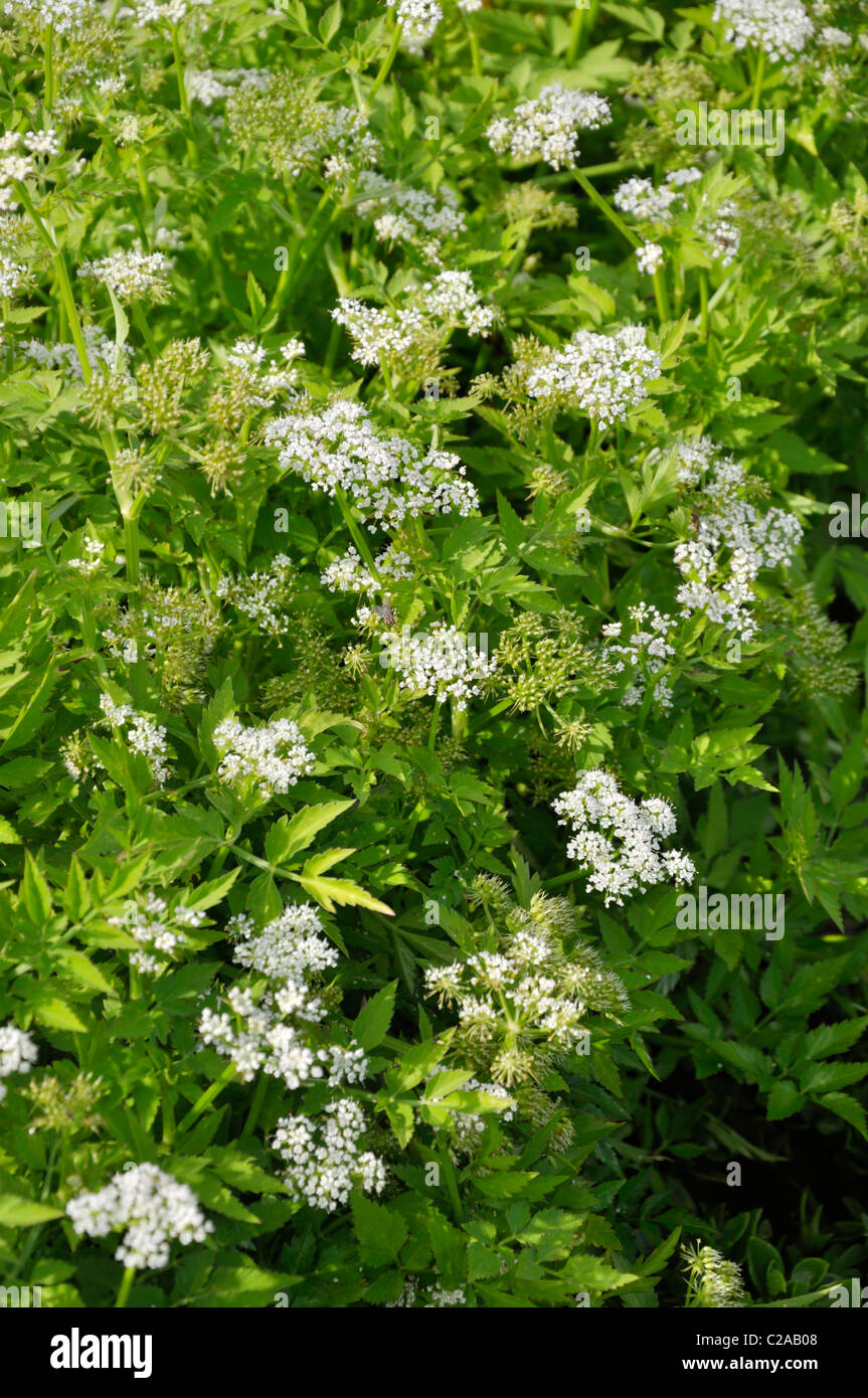 Iavan acqua dropwort (Oenanthe javanica syn. oenanthe stolonifera) Foto Stock