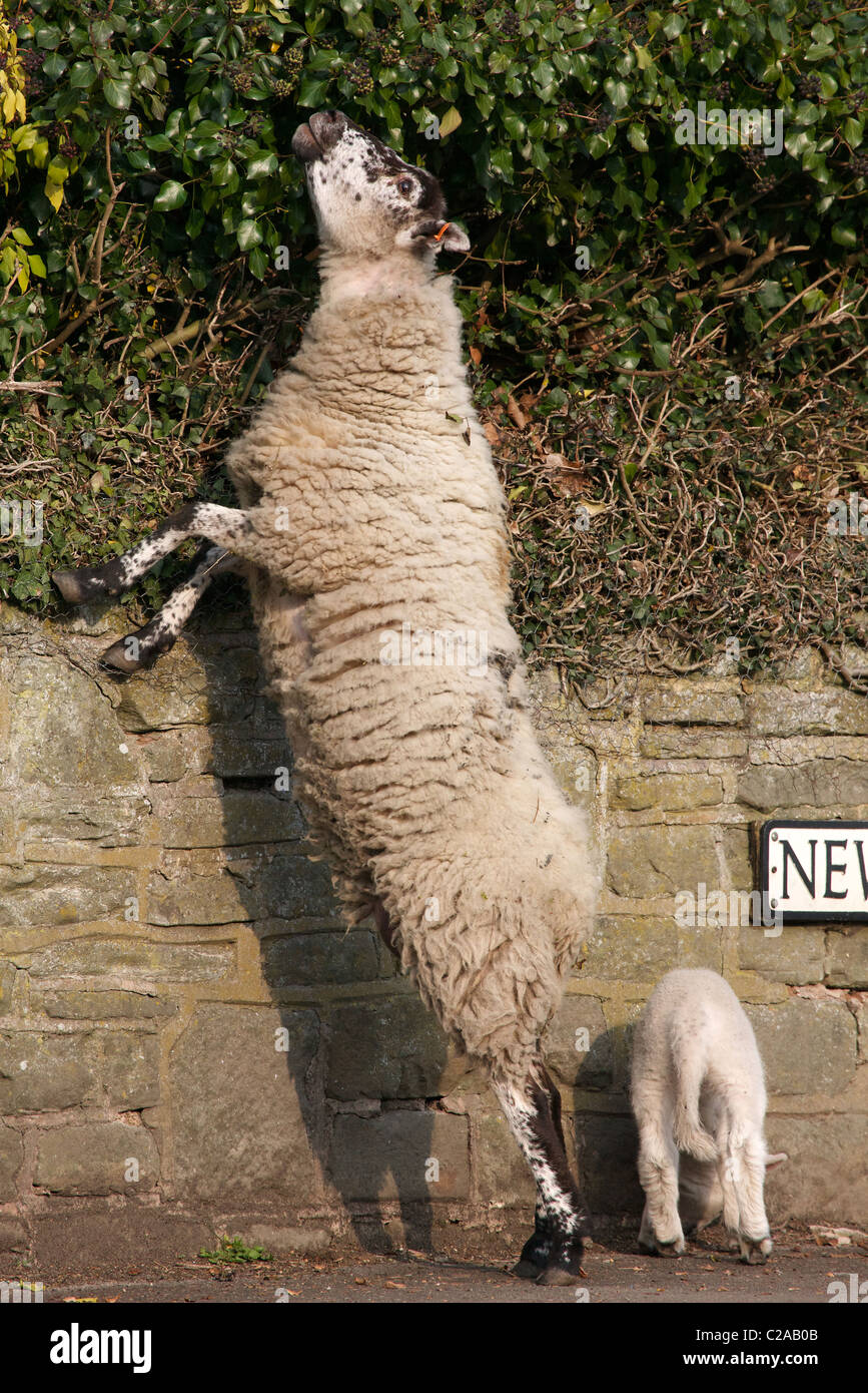 Pecora in piedi sulle zampe posteriori per raggiungere ivy al di sopra di una parete del giardino mentre il suo lamb attende sul marciapiede Foto Stock