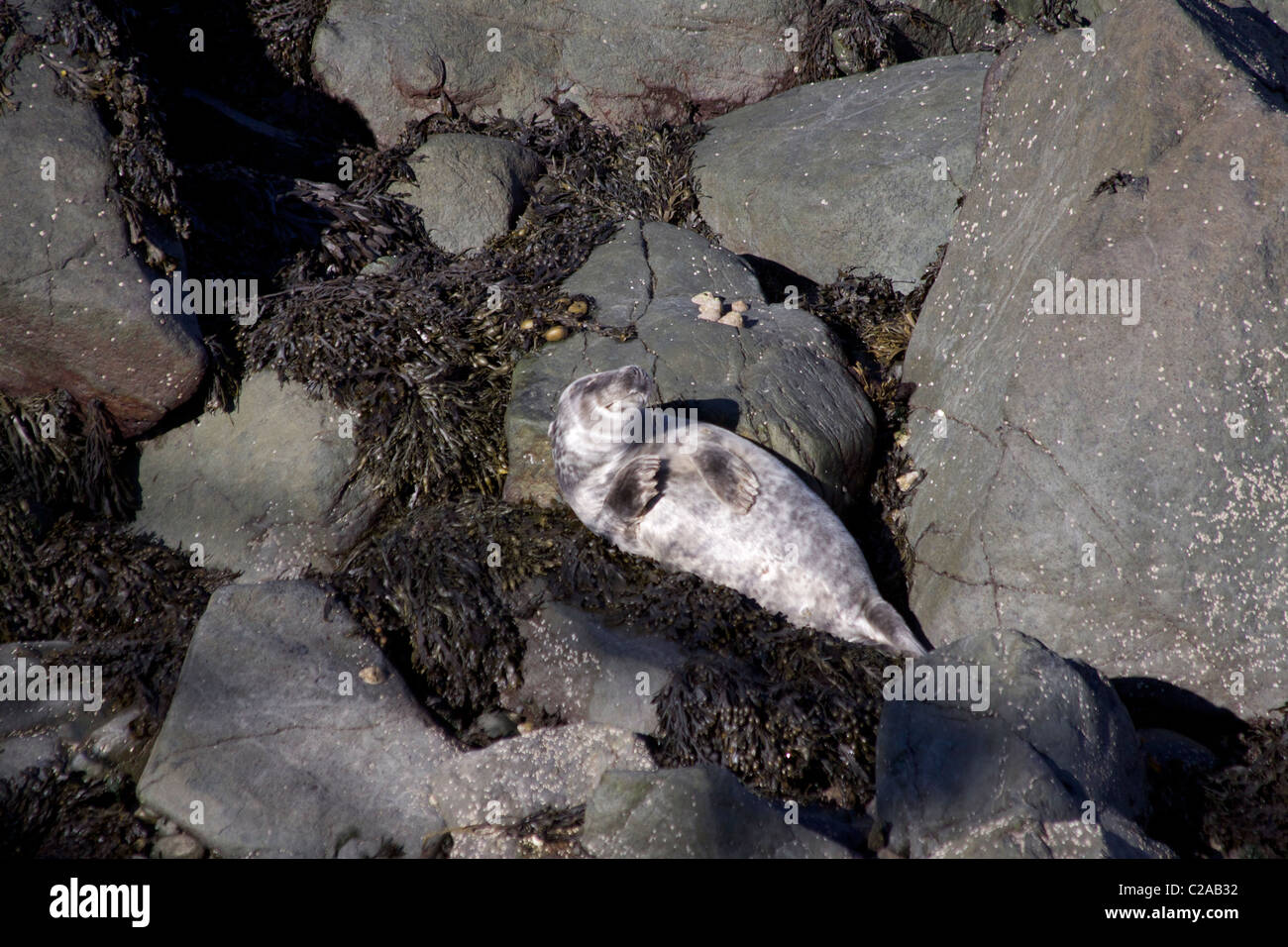 Femmine gravide di guarnizione grigio (Halichoerus grypus) crogiolarsi al sole sulle rocce a Strumble Head, Nord Pembrokeshire Foto Stock