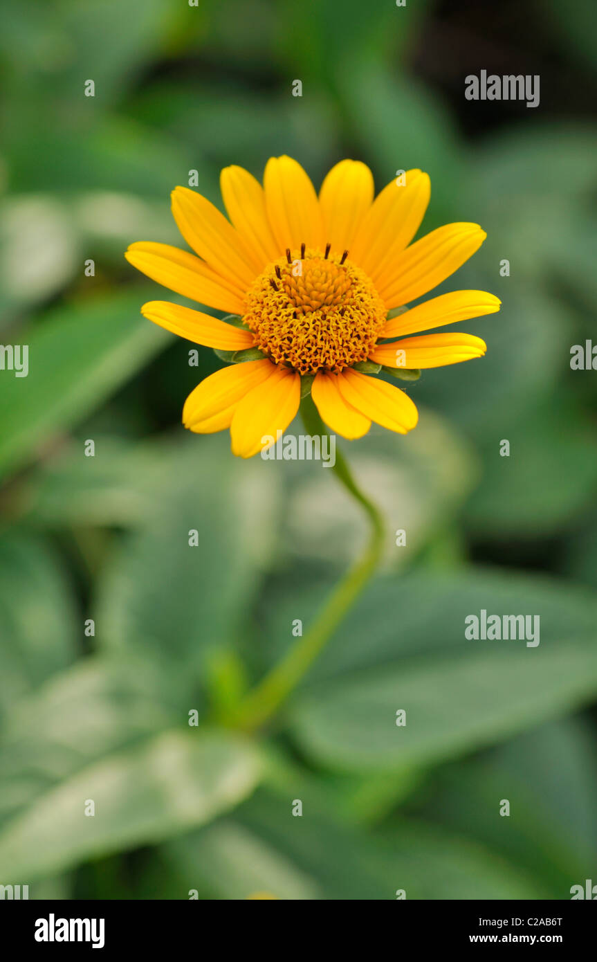 Falso Il Girasole (heliopsis helianthoides) Foto Stock