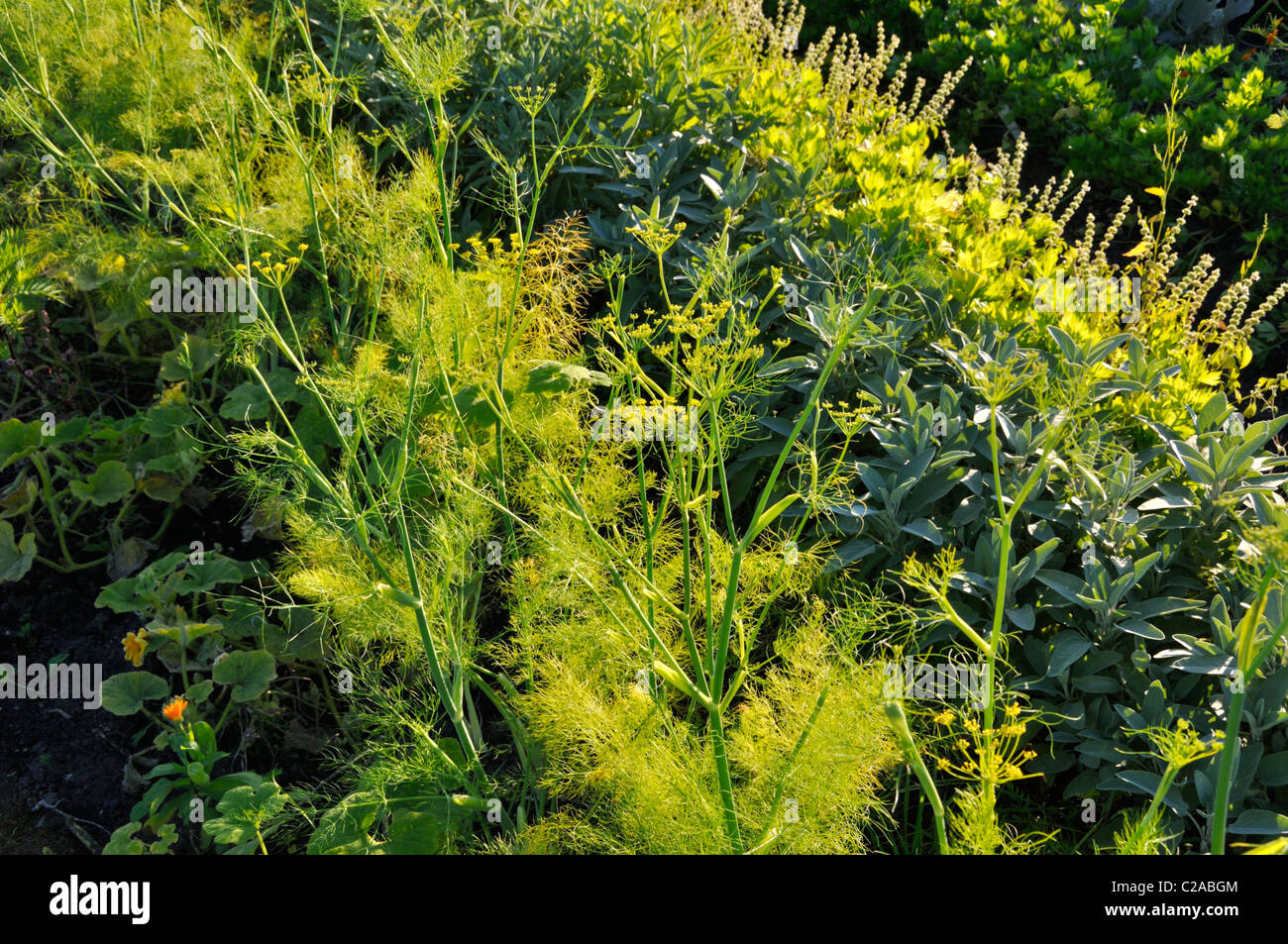 Giardino nasturtium (Tropaeolum majus), l'aneto (Anethum graveolens) e saggi (salvia) Foto Stock