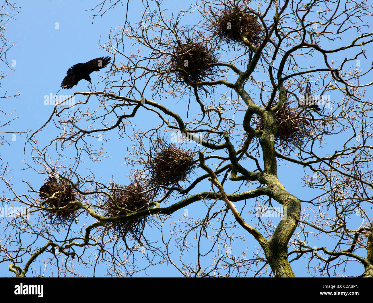 Rook Corvus frugilegus nidi e uccello adulto in un rookery a Slimbridge in Gloucestershire Foto Stock