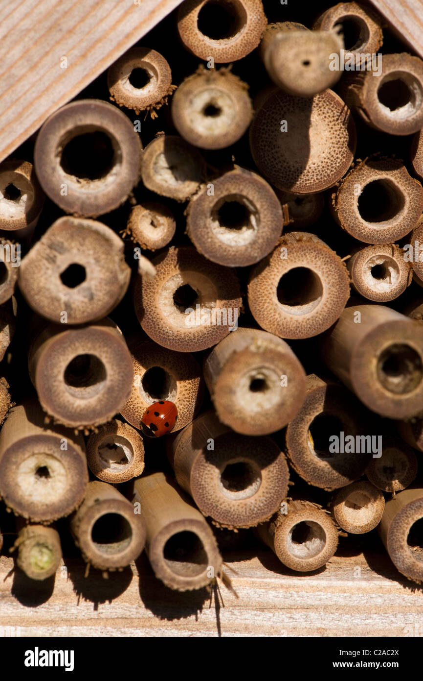 Seven-Spot coccinella, Coccinella 7-punctata, su un insetto house Foto Stock