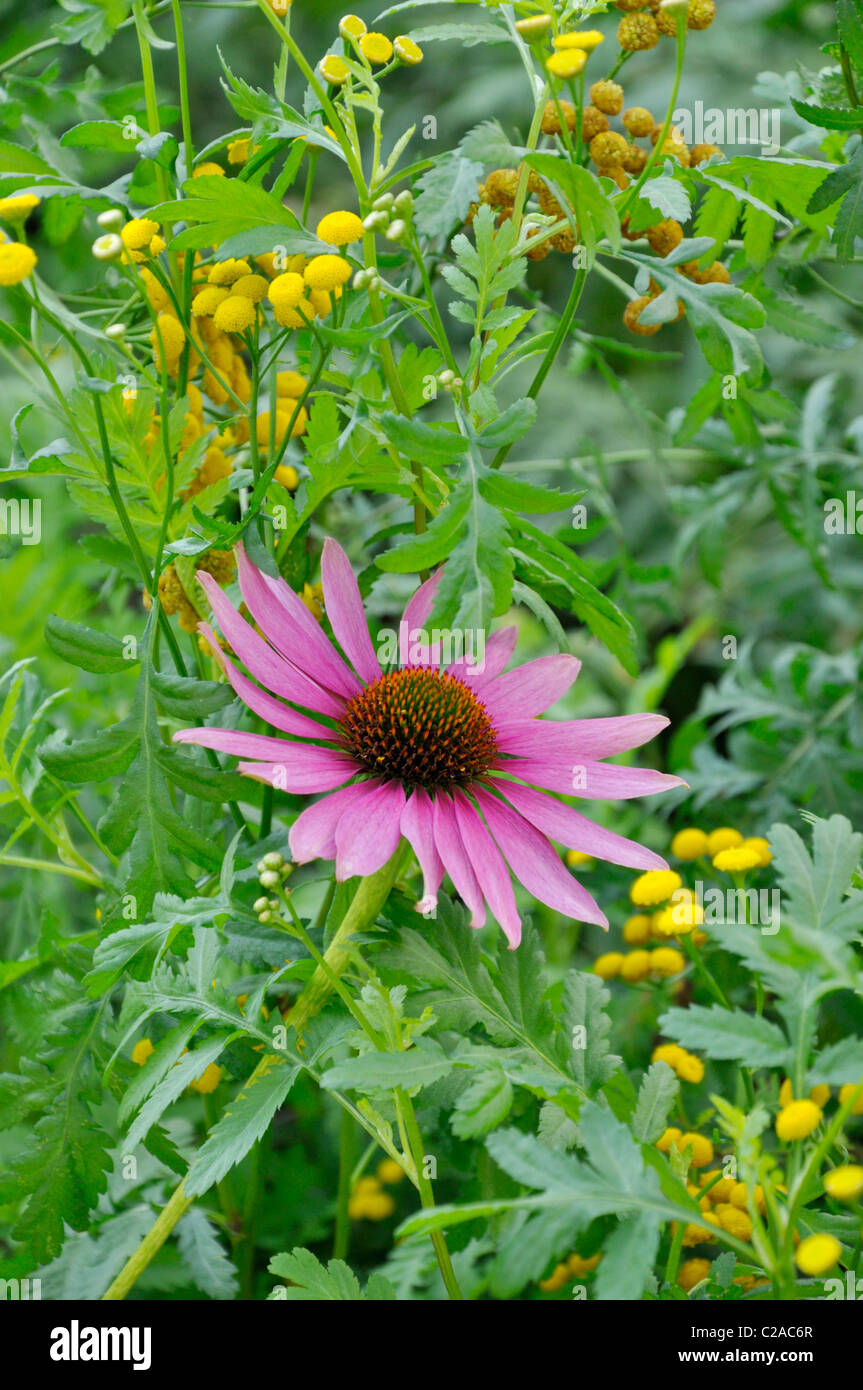 Cono viola fiore (echinacea purpurea) e tansy comune (tanacetum vulgare) Foto Stock