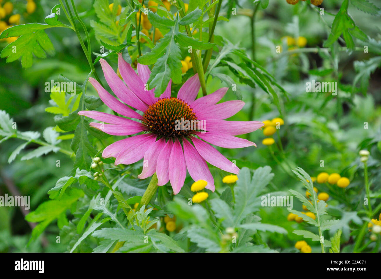 Cono viola fiore (echinacea purpurea) e tansy comune (tanacetum vulgare) Foto Stock